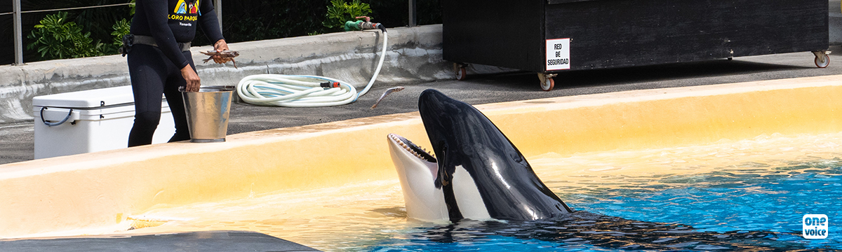 In Tenerife, Loro Parque will stop at nothing to make a profit from Morgan