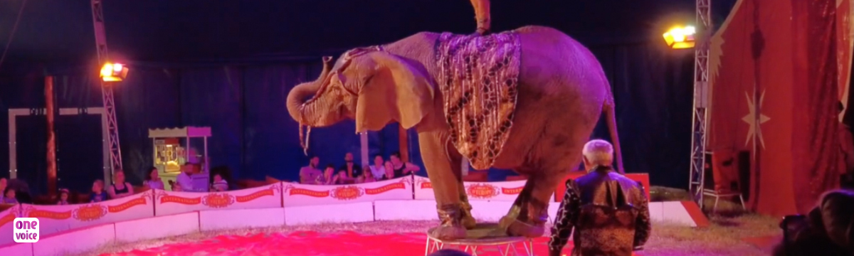 Worryingly overweight and permanently stressed: a new complaint for the last circus elephant in France, Samba