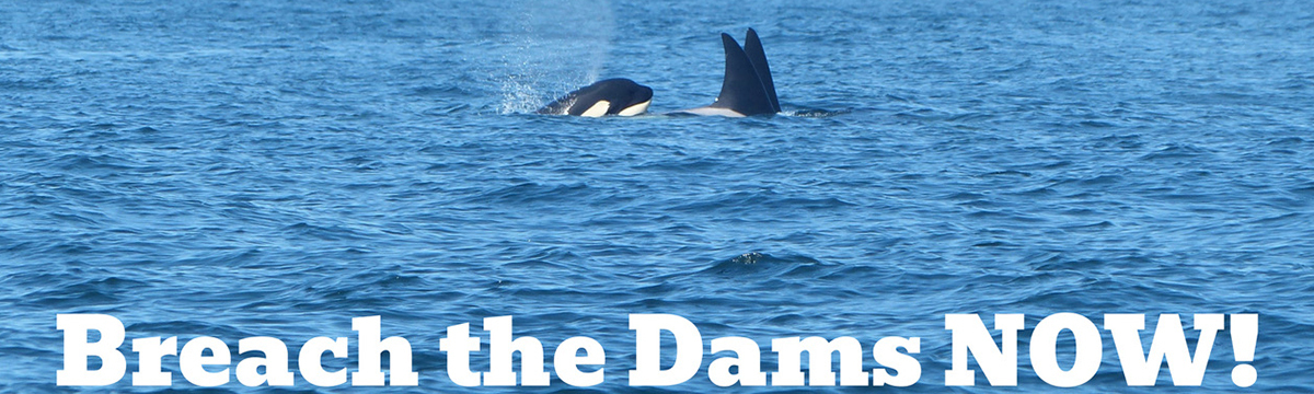 Fish are disappearing and the orcas living in the South Pacific are starving: let’s reopen the dams!