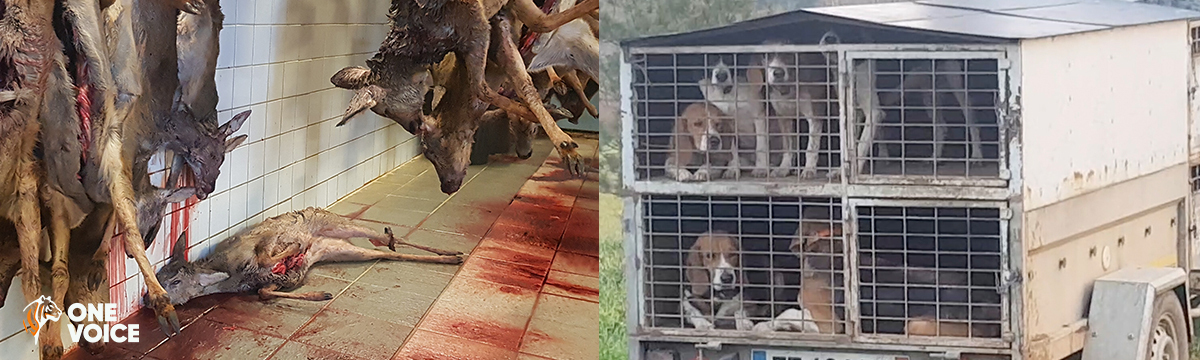 From 10 to 23 September, One Voice is rallying for a radical reform of hunting and the dogs used