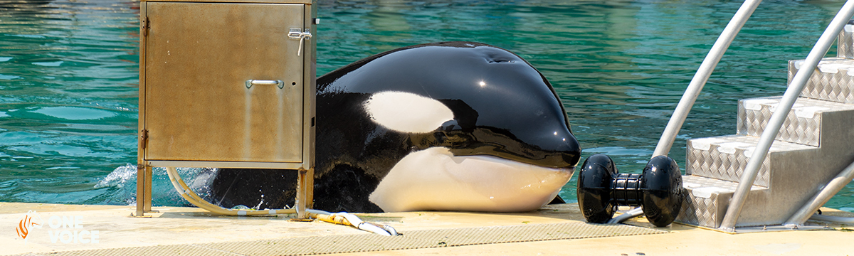 The worrying state of health of orcas Wikie and Keijo at Marineland Antibes
