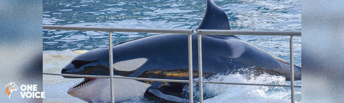 Moana has just died in the chlorinated Marineland prison, the only place he has seen in his twelve years of life. One Voice is going to court again