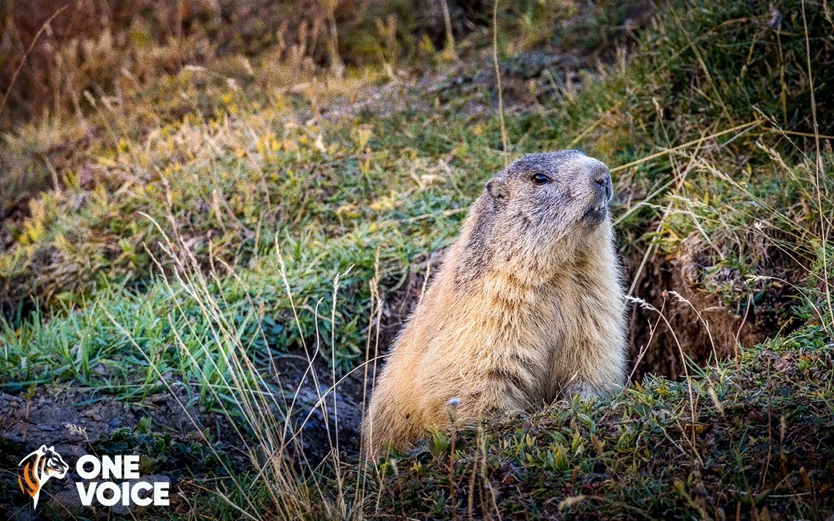 Le massacre des marmottes et des lièvres continuera en Savoie pour 2023