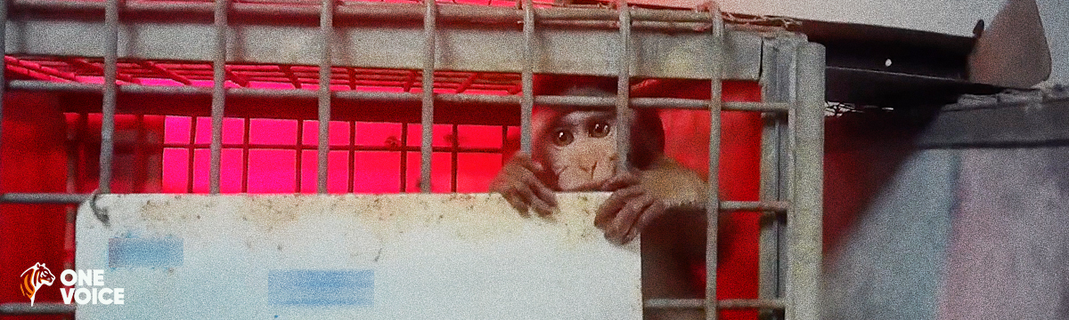 Expérimentation animale : enquête inédite de One Voice à Maurice dans les élevages de macaques à longue queue