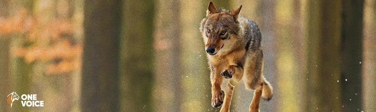 Let’s rally for the wolves: we are participating in great numbers in the ministry’s public consultations!