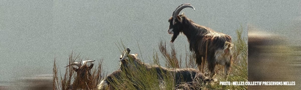 Melles: the hunting season for goats is open!