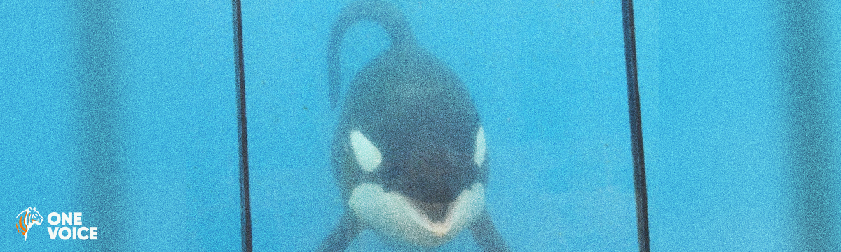 Marineland: the shocking expert report for the orcas led by the Ministry of Ecology