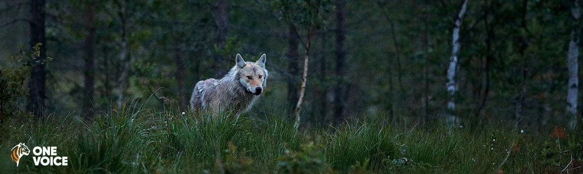 Non à l’affaiblissement du statut de protection des loups