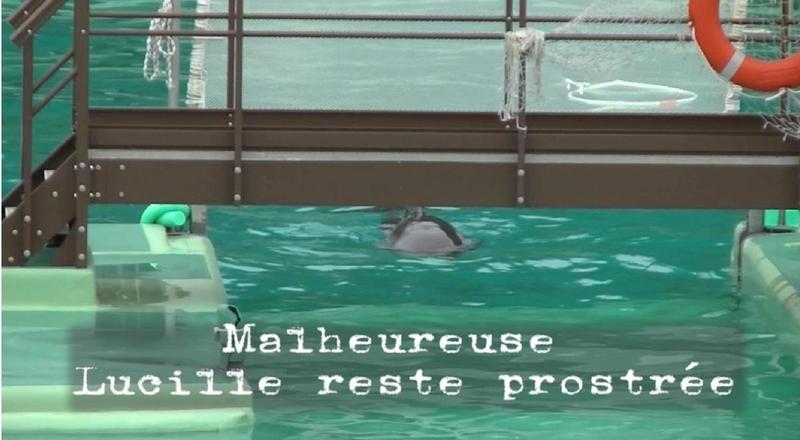 La dauphine Lucille, séparée de sa progéniture, est prostrée dans un bassin à Port-Saint-Père Video