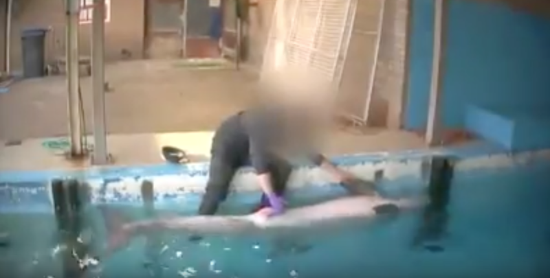 Delphinarium : masturbation de dauphins au dolfinarium Hardewijk Video