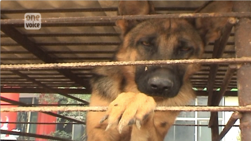 Une enquête de One Voice : le massacre des chiens en Asie Video