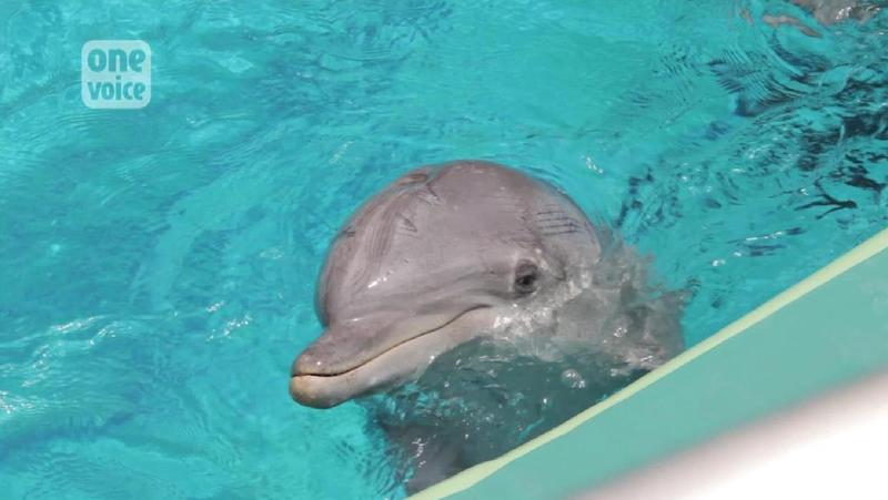 Galéo : urgence pour le jeune dauphin au Parc Astérix Video