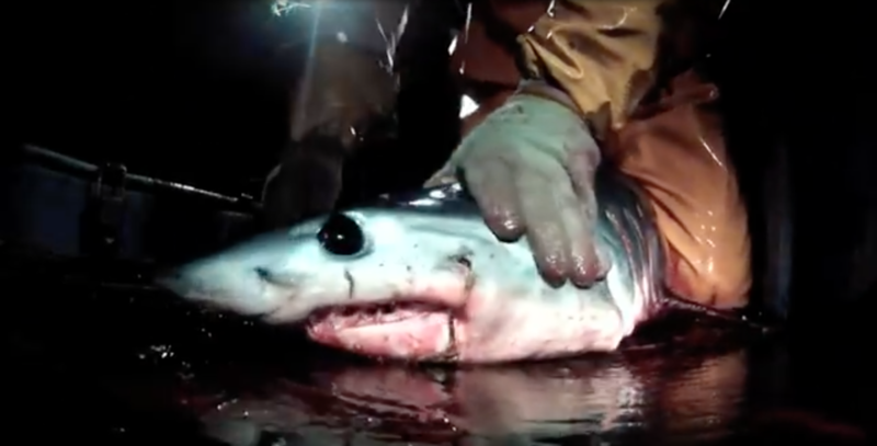 One Voice - Le massacre des requins au Pérou  Video