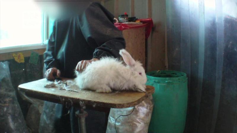 One Voice – Enquête : l’exploitation des lapins angoras Video