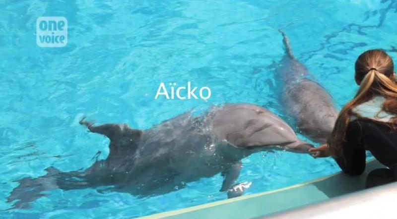 Les dernières images du dauphin Aïcko avant sa mort Video