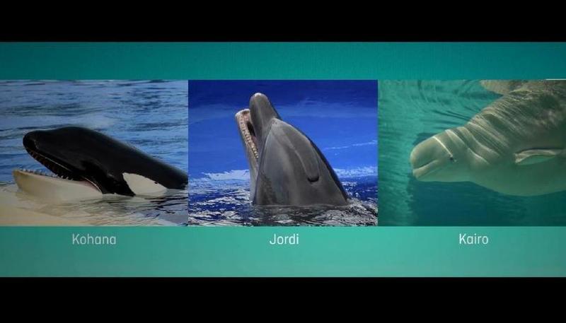 SOSDauphins/One Voice - L'histoire vraie de Kohana, Jordi et Kairo Video