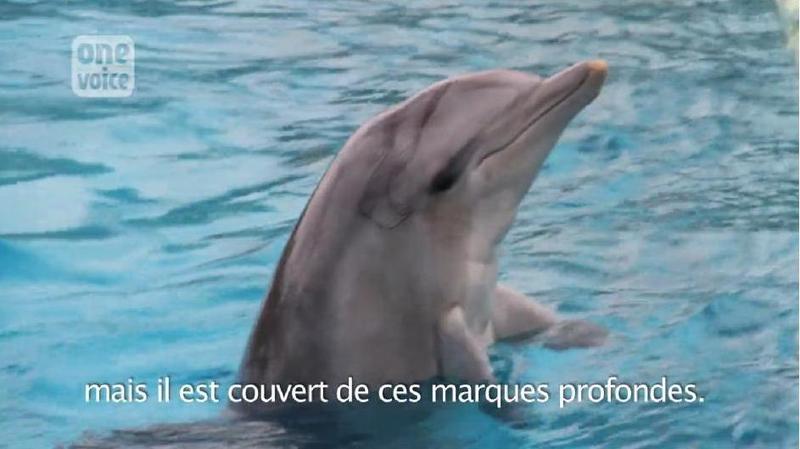 Interview de Naomi Rose (1/5) : l'état de santé du dauphin Aicko est préoccupant Video
