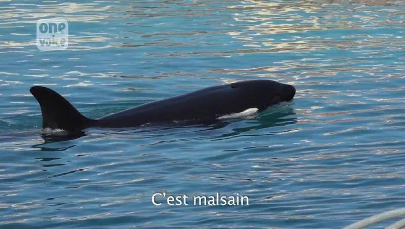 Interview de Naomi Rose (3/5) : Wikie, orque captive au Marineland d'Antibes s'ennuie Video