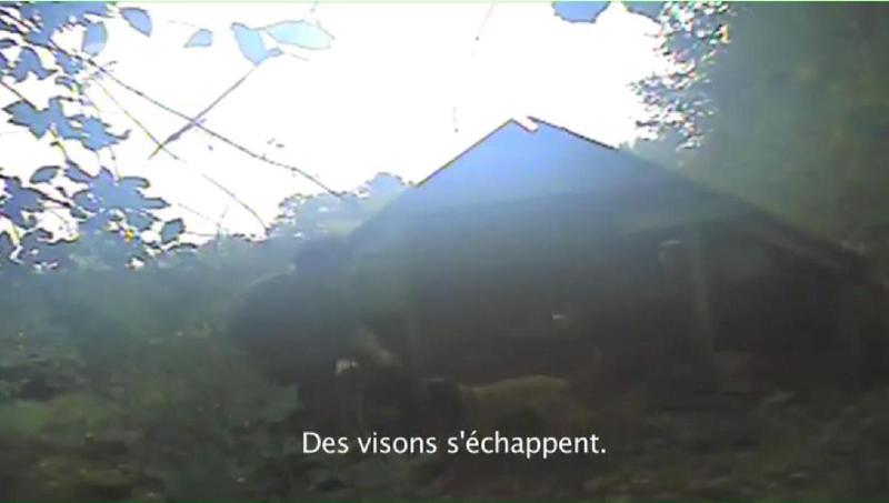 One Voice – Elevages de visons en France : rattrapés par un chien Video