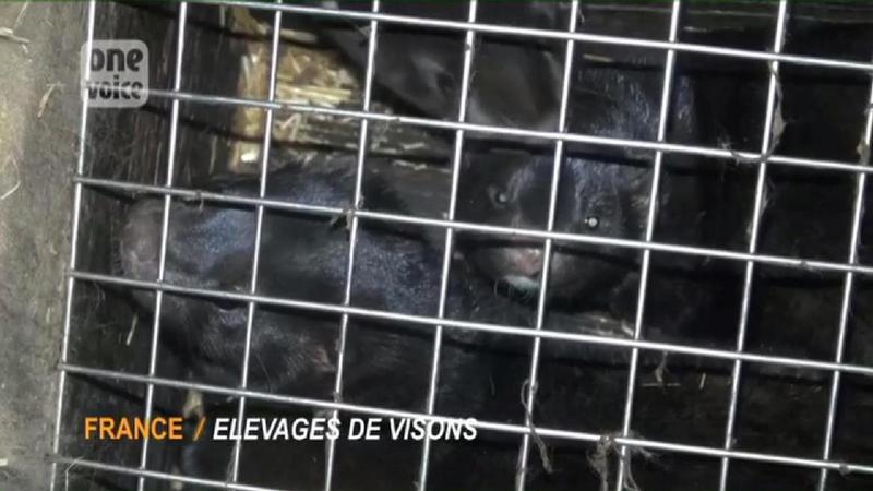 One Voice – Elevages de visons en France : de petites cages sales Video