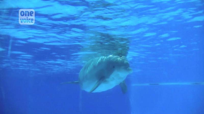 Dans les bassins du Parc Astérix : Femke une mère-dauphin au cœur brisé Video