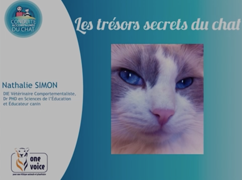 One Voice – Compagnonnage : Les trésors secrets du chat Video