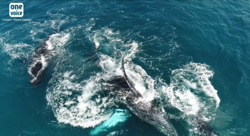 Des baleines libres !  Video