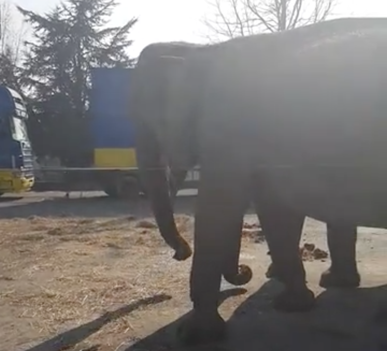Les éléphantes Nelly et Brigit à Alès  Video