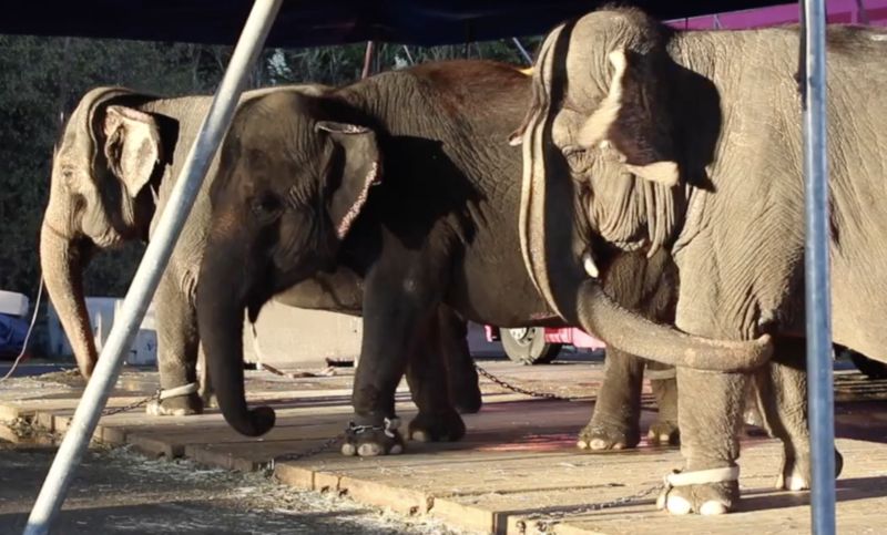 Lechmee Mina et Kamala, trois éléphantes en détresse dans un cirque Video