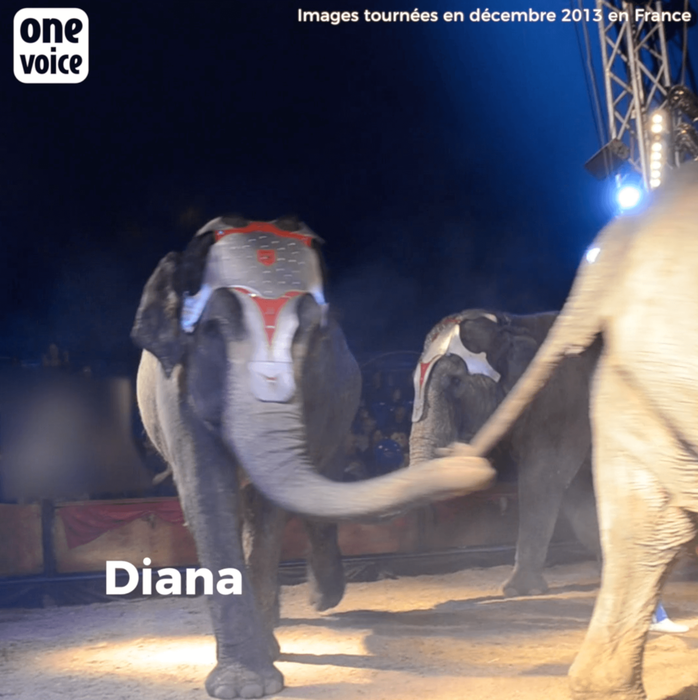 Cirque : l'éléphante Diana est morte après une vie d'esclavage Video