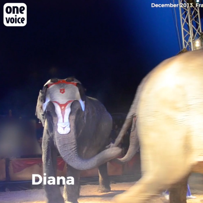 Diana Video