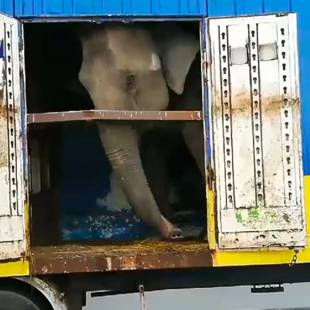 L'éléphante Maya, toujours sur les routes, enfermée et avec une forte stéréotypie (1/2) Video