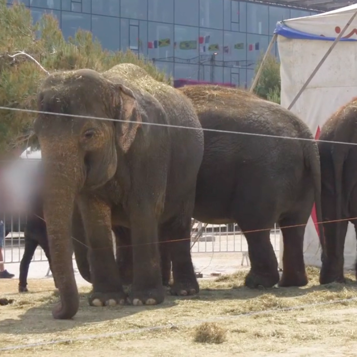 L'éléphante Kamala reçoit un choc électrique donné par un circassien Video
