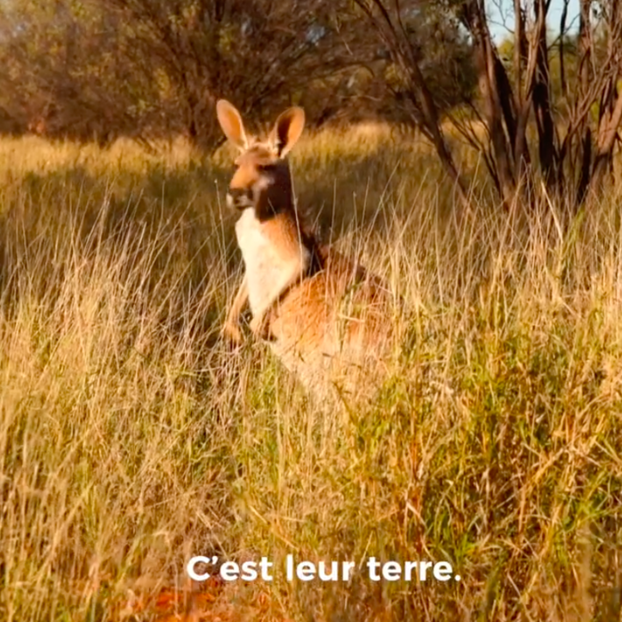 Kangaroo Video