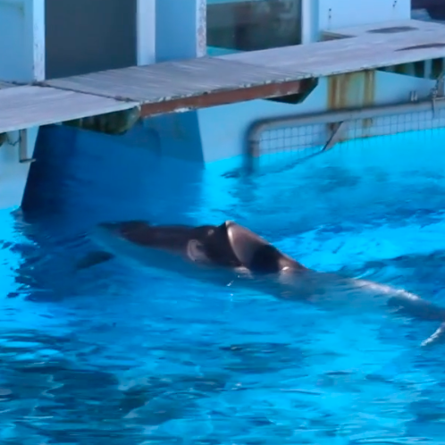 La dauphine Femke est immobile dans le bassin : sa détresse est grande !  Video