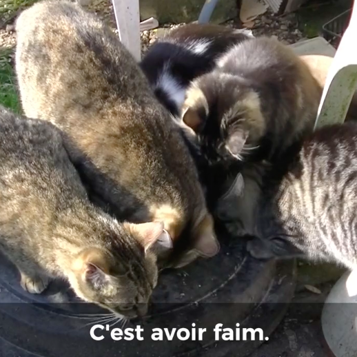 L'errance des chats : explication en 1'30 Video