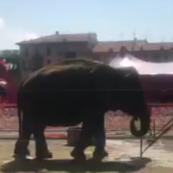 Lechmee est à Nice : la stérétoypie de l'éléphante donne la nausée Video