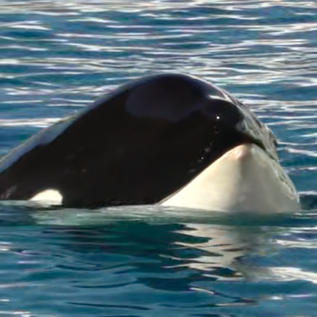 La triste histoire de l'orque Inouk Video