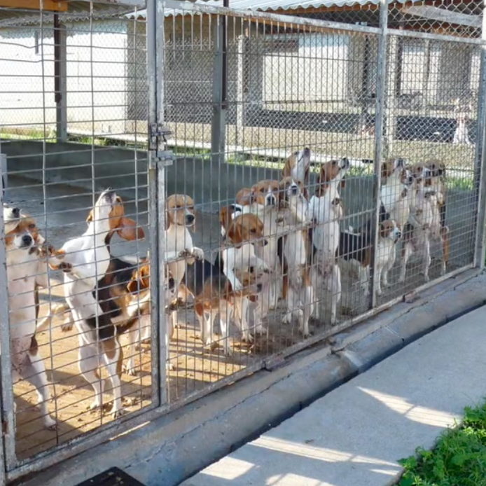 Retour sur le constat d'huissier à Mézilles : entre confinement et reproduction intensive des chiens Video