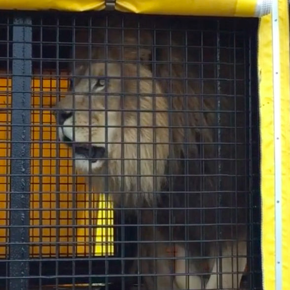 Cirques : enfermé dans une prison, le lion Sultan fait les cent pas ! Video
