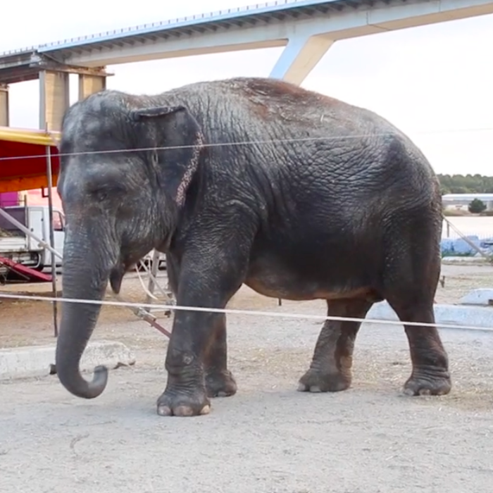 Cirques : captives, les éléphantes ne communiquent plus entre elles, mais une fois libre...  Video