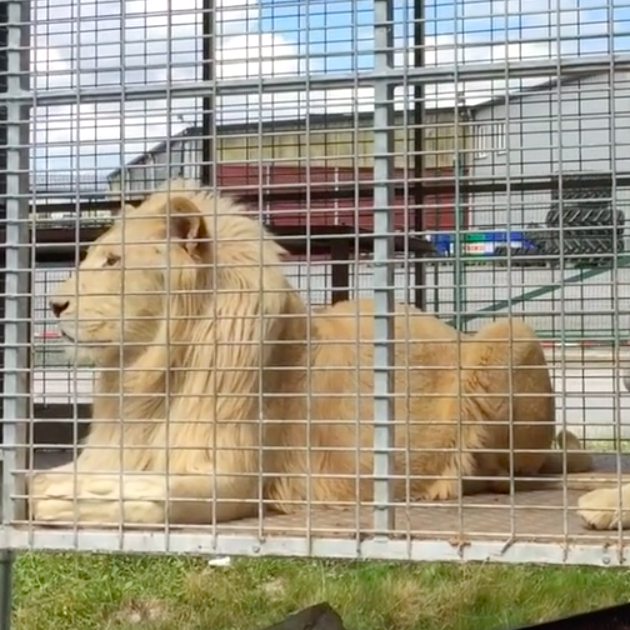 Un cirque détient illégalement des lionnes et achète deux autres lions pour la reproduction Video