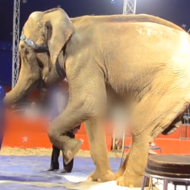 La vie de Dumba : une éléphante d'Asie, louée à des cirques et entreprises de l'audiovisuel Video