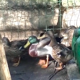 Chasse : des canards en captivité pour servir d'appâts Video