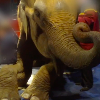 La vie de Dumba : une éléphante exploitée illégalement par le cirque de Paris Video
