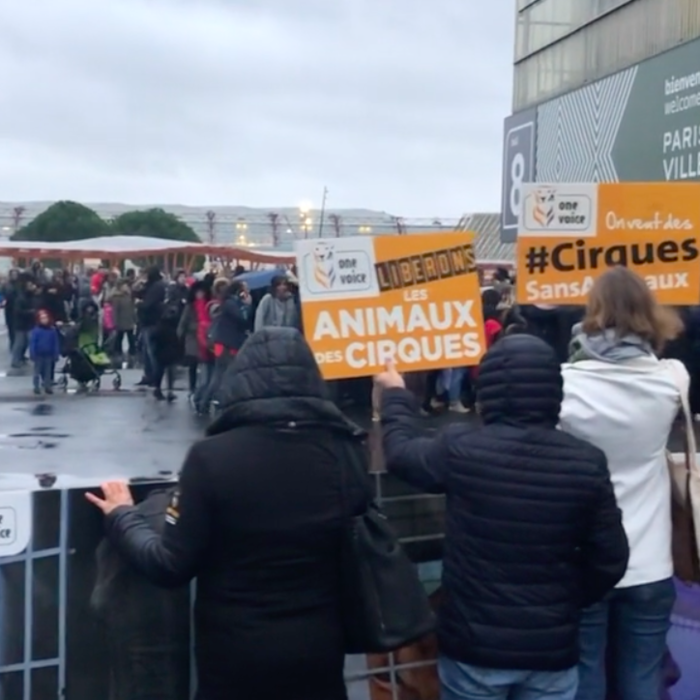 Action devant l'American Circus à Villepinte : des parents sensibles à la cause et des enfants curieux !  Video