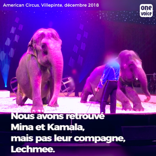 Cirques : nous avons retrouvé les traces des éléphantes Mina et Kamala, mais où est Lechmee ?  Video