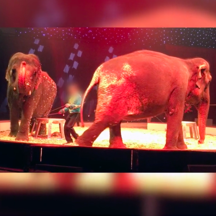 Cirques : Les éléphantes Mina et Kamala transformées en portique de balançoire !  Video