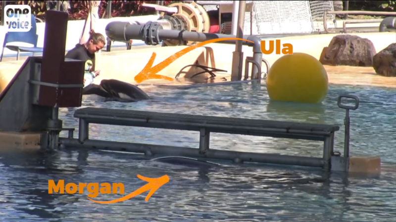 Le triste destin d’Ula dans le delphinarium espagnol Loro Parque Video