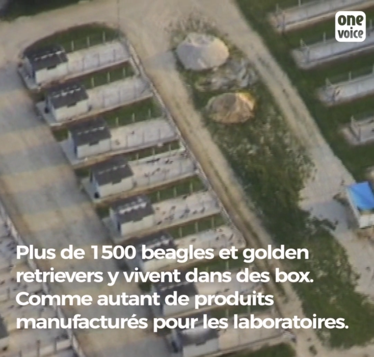 Le plus gros élevage de chiens - Beagles et Golden Retrievers - de France pour l'expérimentation animale, à Mézilles Video